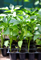 Pepper seedlings on a tray in a greenhouse