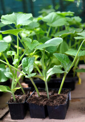 Cucumber seedlings in pots