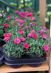 Garden carnation Dianthus plumarius 
