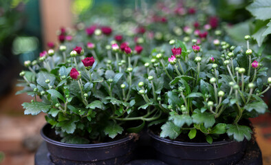 Chrysanthemum perennial (multiflora) in flower pots in a flower shop