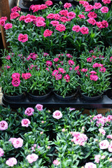 Garden carnation Dianthus plumarius 