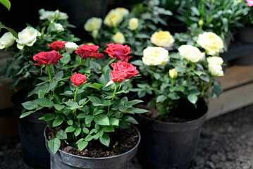 Selling roses in pots in a flower shop