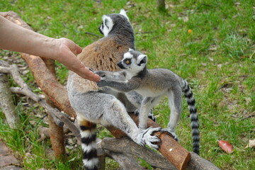 Lemur Baby interacting with Human hand