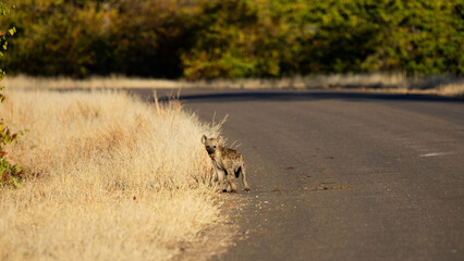 a spotted hyena cub on the road