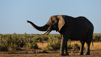 Naklejka premium a big african elephant bull 