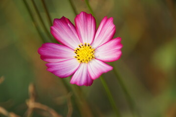 Fototapeta premium pink cosmos flower in the garden