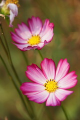 pink cosmos flower