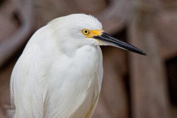 Close-up of a beautiful Snowy Egret (egretta thula).