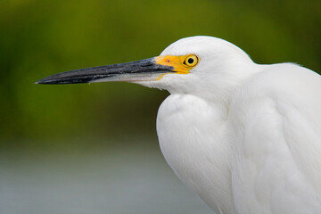 Close-up of a beautiful Snowy Egret (egretta thula).