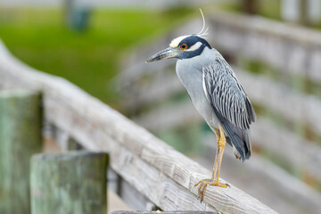 Yellow-crowned Night Heron (Nyctanassa violacea) perching on guard rail.
