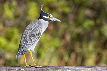 Yellow-crowned Night Heron (Nyctanassa violacea) perching on guard rail.