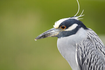 Close-up of a Yellow-crowned Night Heron (Nyctanassa violacea) with water drop on the end of its beak.
