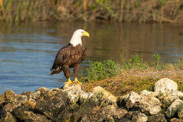 American Bald Eagle perched and walking on a rocky outcrop in Florida's Salt River.