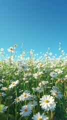 A vast daisy field under a clear blue sky with bright sunlight casting shadows.
