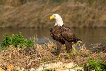 American Bald Eagle perched and walking on a rocky outcrop in Florida's Salt River.