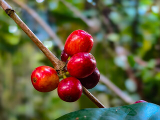 red coffee fruits on a branch