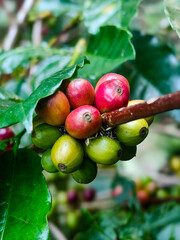 Balinese coffee fruits, platation in Kintamani Village