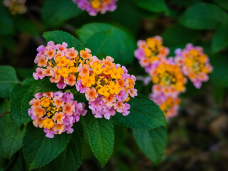 red and yellow flowers