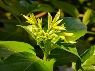 yellow flowers of a plant
