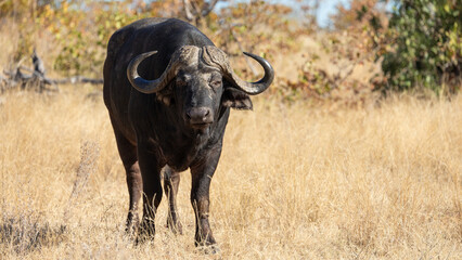 a cape buffalo in the winter months