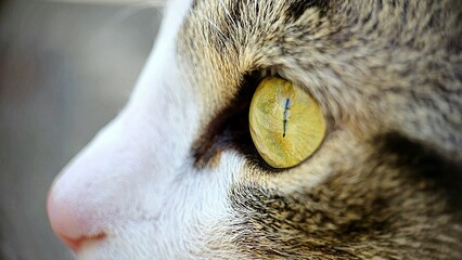 Close up eye of a cat with blur background