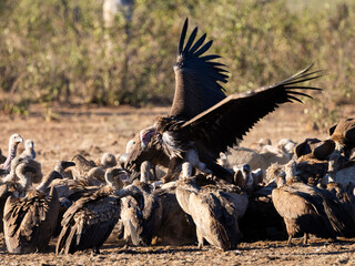 lappet-faced vultures and white-backed vultures feeding on a buffalo carcass