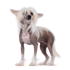 Adorable hairless Chinese Crested dog, standing side ways. Looking to the side away from camera through her bangs with cute head tilt. Isolated on a white background.