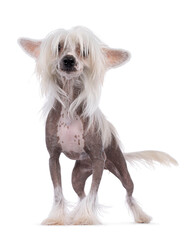 Adorable hairless Chinese Crested dog, standing side ways. Looking to the side away from camera through her bangs with cute head tilt. Isolated on a white background.