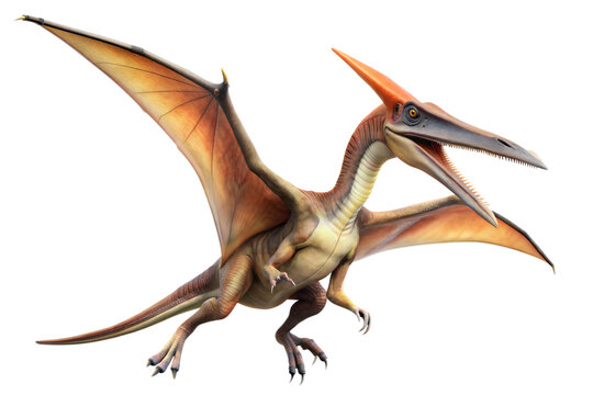 pteranodon dinosaur on a transparent background