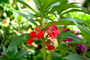 Impatiens balsamina, garden balsam, rose balsam, touch-me-not or spotted snapweed