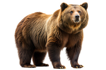 grizzly bear on a transparent background
