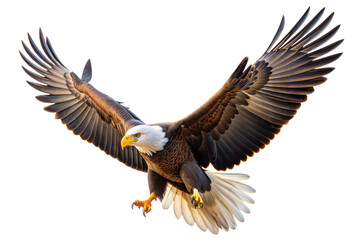 Fototapeta premium eagle on a transparent background