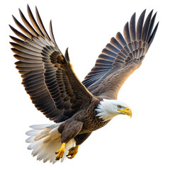 Obraz premium eagle on a transparent background