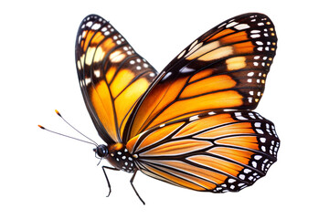 Fototapeta premium butterfly on a transparent background