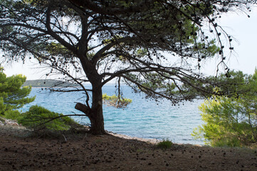 Aleppo pine tree with cones close to the sea, Pinus Halapensis, Dalmatia, Croatia