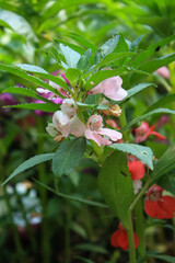 Impatiens balsamina, garden balsam, rose balsam, touch-me-not or spotted snapweed