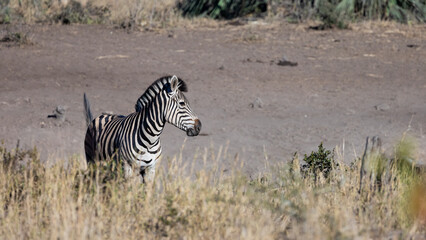 a zebra in the wild