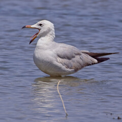 Audouin's Gull, (Ichthyaetus audouinii), near adult standing in water, gaping, Mouth of the Guadalhorce Nature Reserve, Malaga, Andalucia, Spain.