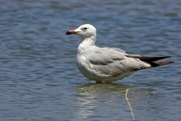 Fototapeta premium Audouin's Gull, (Ichthyaetus audouinii), near adult standing in water, Mouth of the Guadalhorce Nature Reserve, Malaga, Andalucia, Spain.