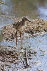 Black-winged Stilt, (Himantopus himantopus), chick, Mouth of the Guadalhorce Nature Reserve, Malaga, Andalucia, Spain.
