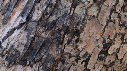 Bark tree texture or background