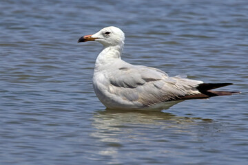 Audouin's Gull, (Ichthyaetus audouinii), near adult standing in water, Mouth of the Guadalhorce Nature Reserve, Malaga, Andalucia, Spain.
