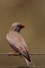 Trumpeter Finch, (Bucanetes githagineus), perched on a wire fence, Mouth of the Guadalhorce Natural Park, Malaga, Andalucia, Spain.
