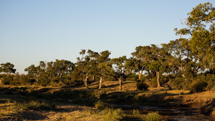 a scenic landscape in Kruger National Park