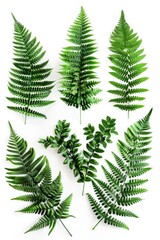 Obraz premium Close-up shot of a bunch of fresh green leaves on a white background