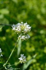 Red valerian Albus flowers