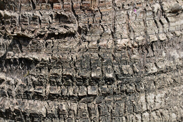 Australian fan palm bark detail