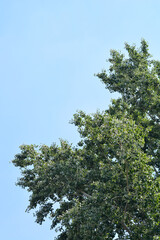 White poplar branches