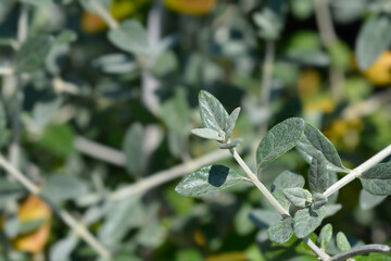 Tree germander branch