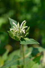Bee balm Bee-Bright flower